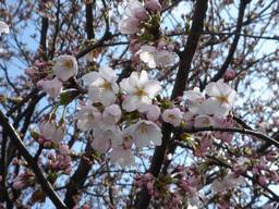20060412_OgikawaSakura.jpg