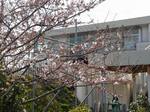 20060412_OgikawaSakura01.jpg