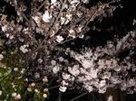 20060412_OgikawaSakura02.jpg