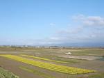 20060413_suisen01.jpg