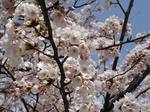 20060415_TinyHanami00.jpg