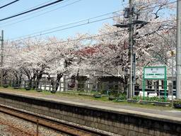 20060417_OgikawaSakura.jpg