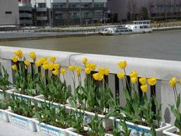 20060418_tulip.jpg
