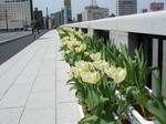 20060418_tulip01.jpg