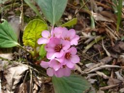 20060419_flower.jpg