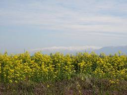 20060424_R403Nanohana.jpg