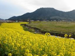 20060425_uwazekigata_nanohana.jpg
