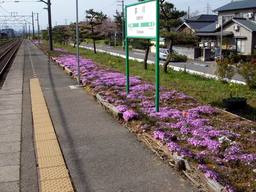 20060426_OgikawaShibazakura.jpg