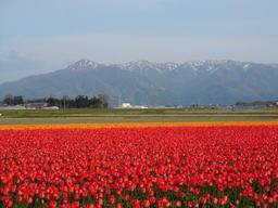 20060429_GosenTulip.jpg