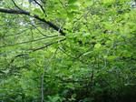20060518_kakuda01.jpg