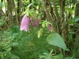 20060616_hotarubukuro.jpg