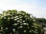 20060622_ajisai02.jpg