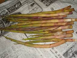 20060626_nemagaritake.jpg