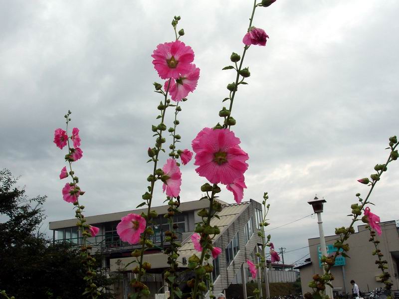 雨中の花 その２ 宮澤先生のblog日記 Part2