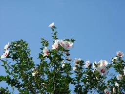 20060726_hana.JPG