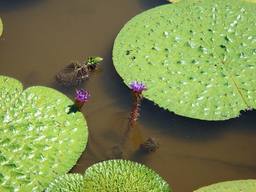 20060816_onibasu.JPG