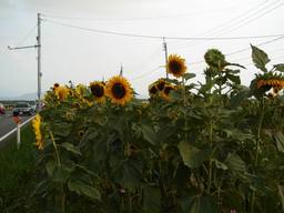 20060828_himawari.JPG