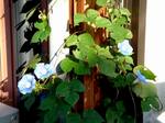 20060921_asagao.jpg