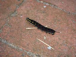 20060925_yochu.jpg