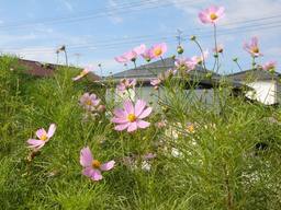 20060930_cosmos.jpg