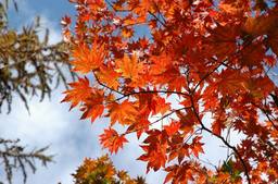 20061023_momiji.jpg