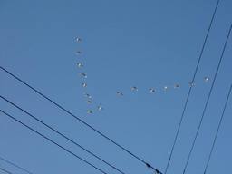 20061028_swan.jpg
