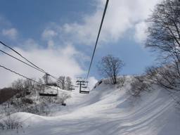 20070227_ninox.jpg